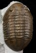 Very D Asaphus Lepidurus Trilobite - Russia #31316-3